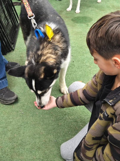 CHASE - Husky available for adoption