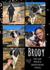 BRODY - Photo 10
