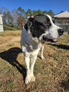 BRODY - Photo 11
