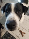 BRODY - Photo 6