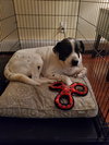 BRODY - Photo 7