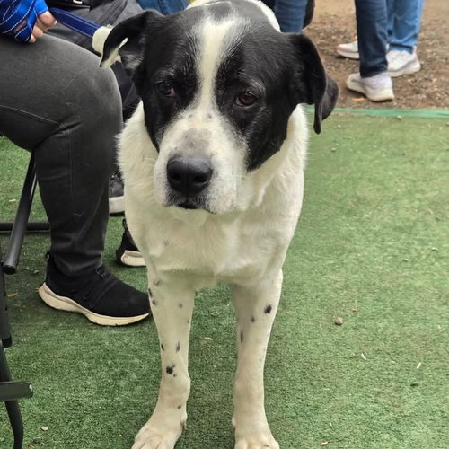 BRODY - Great Pyrenees available for adoption