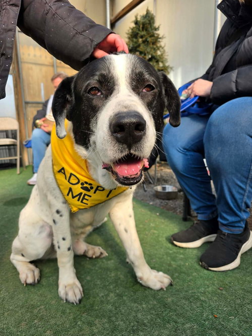BRODY - Great Pyrenees available for adoption