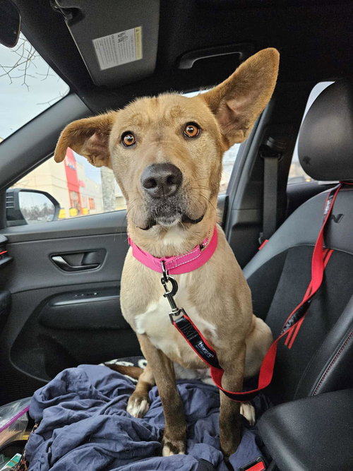 EMMA KATE - Shepherd available for adoption