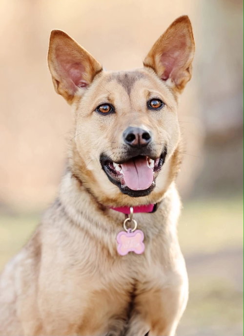 HAZEL, an adoptable Unknown breed in Holbrook , NY