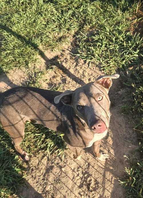 animal-image