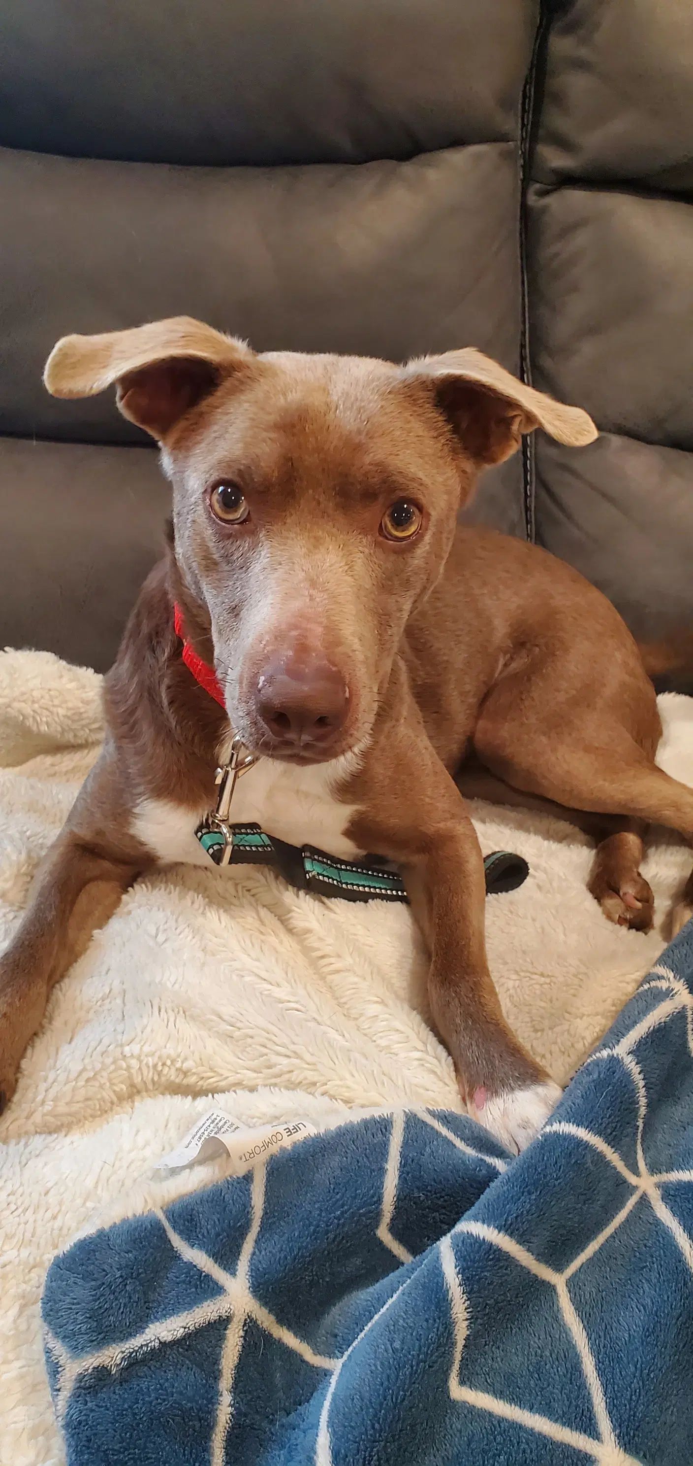 Jasmine - Retriever