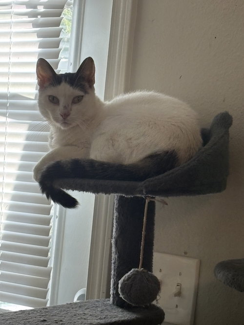 BAGELS - Domestic Short Hair available for adoption