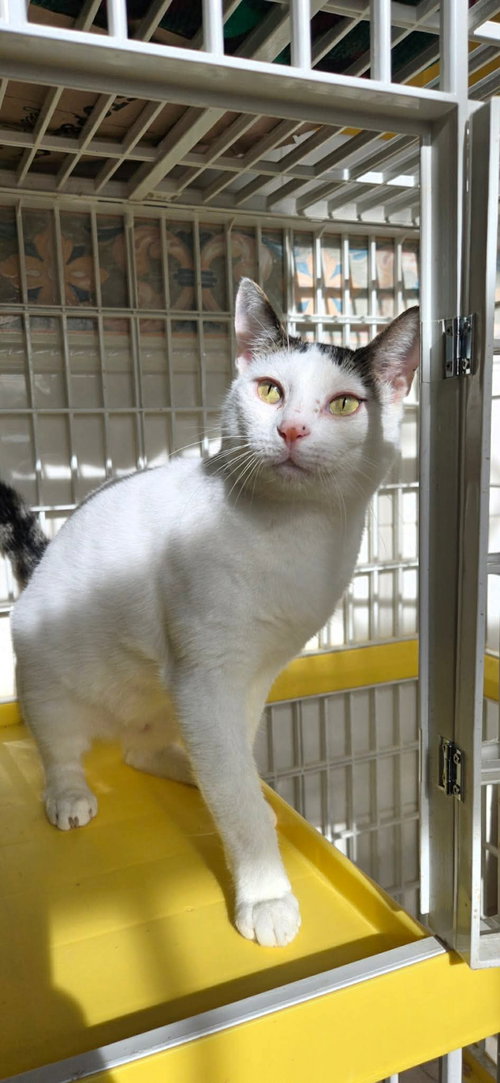 BAGELS - Domestic Short Hair available for adoption