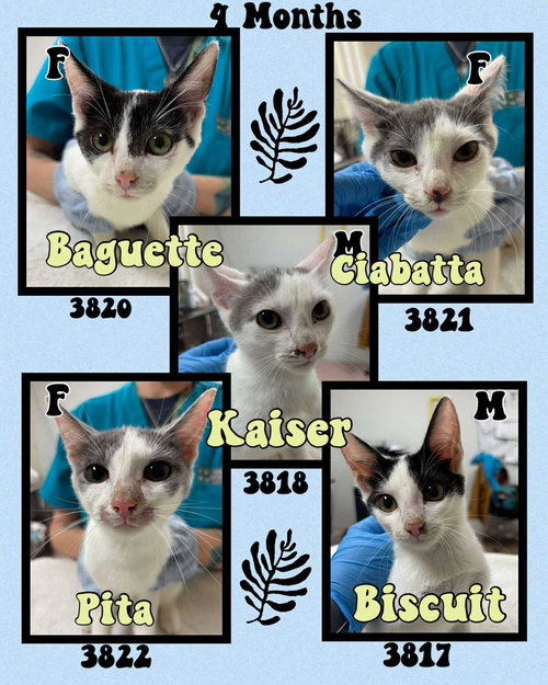 PITA - Domestic Short Hair available for adoption