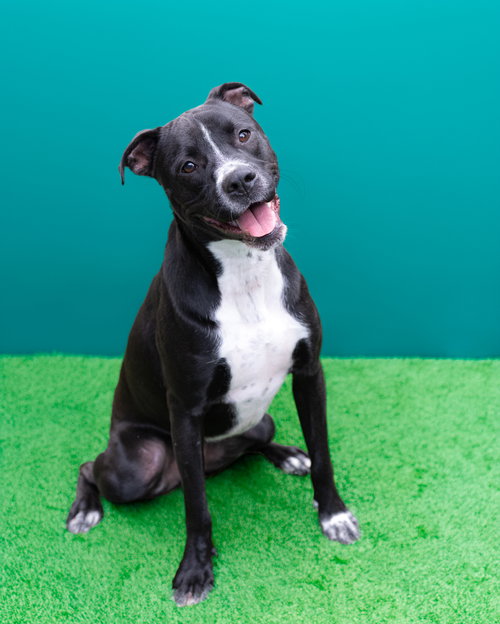 Wigglebums, Labrador Retriever / Terrier / Mixed (short coat)