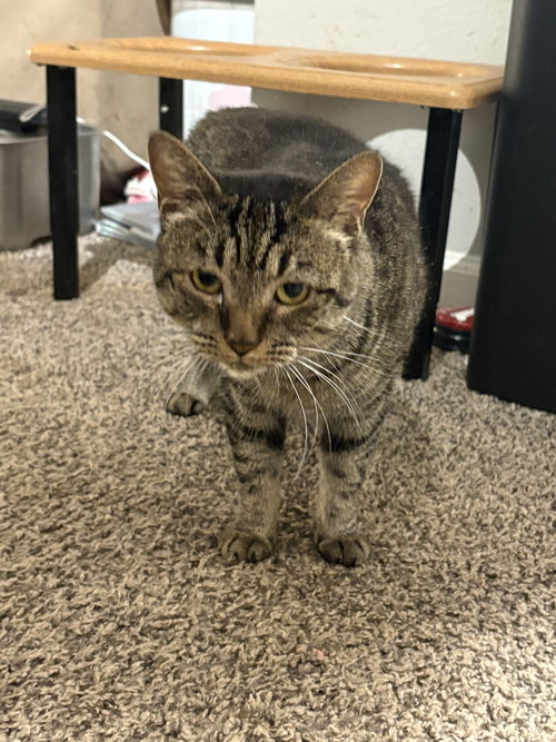 BB - Domestic Short Hair available for adoption