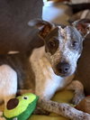 BEAU - Photo 1