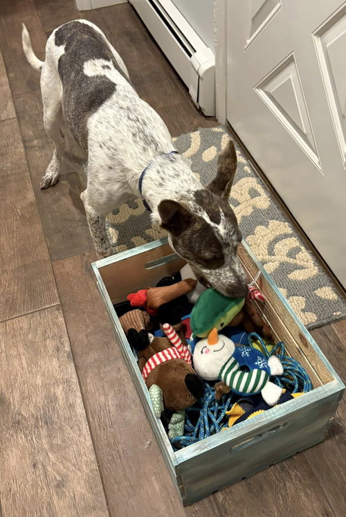 BEAU - Cattle Dog available for adoption