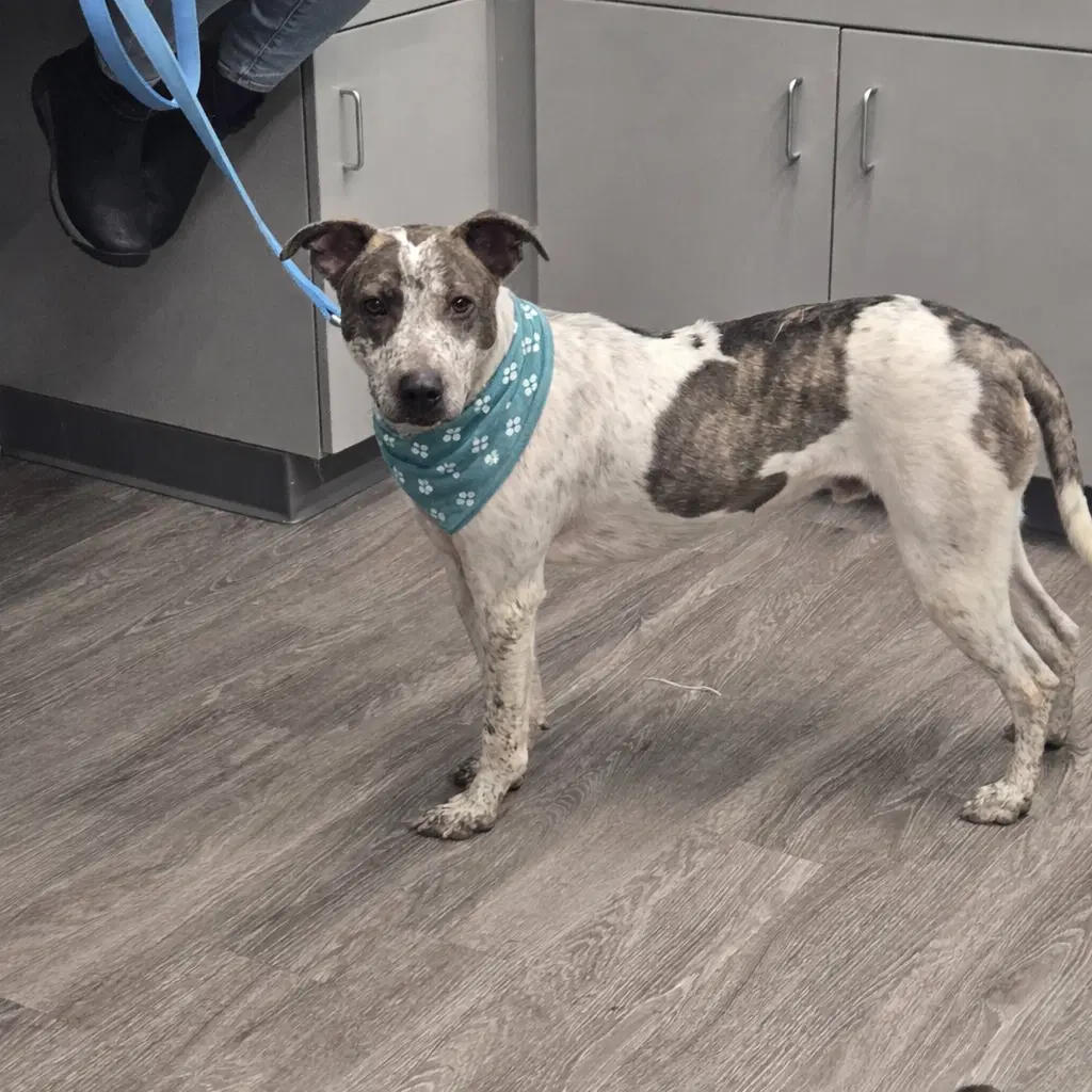 Beau - Cattle Dog