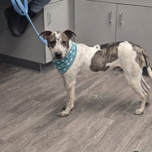 BEAU - Cattle Dog available for adoption