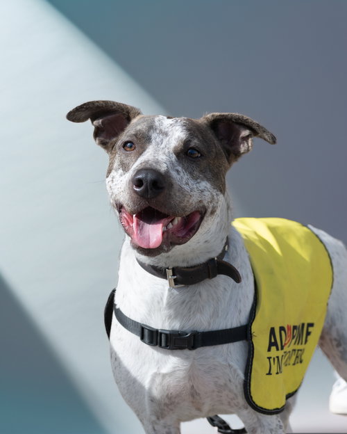 Beau, Cattle Dog / Mixed (short coat)