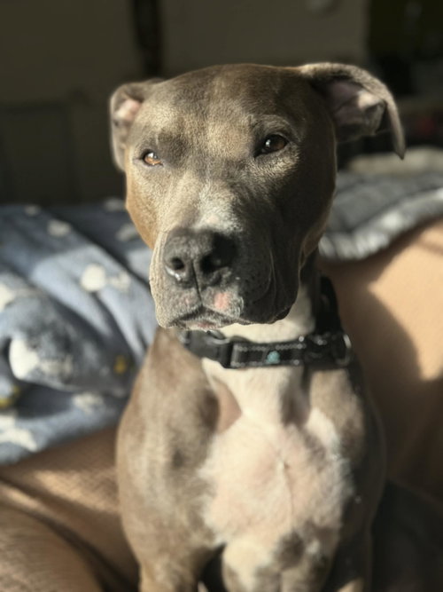 THUNDER - Pit Bull Terrier available for adoption