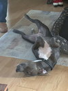 THUNDER - Photo 3