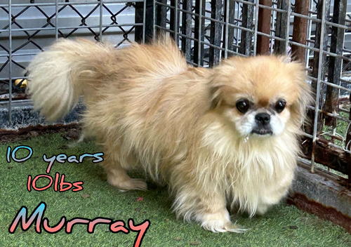 Photo of MURRAY