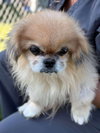 MURRAY (Bonded to Pepper Lynn) - Photo 1
