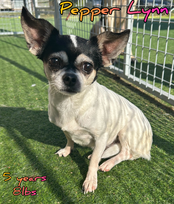 PEPPER LYNN (Bonded to Murray)