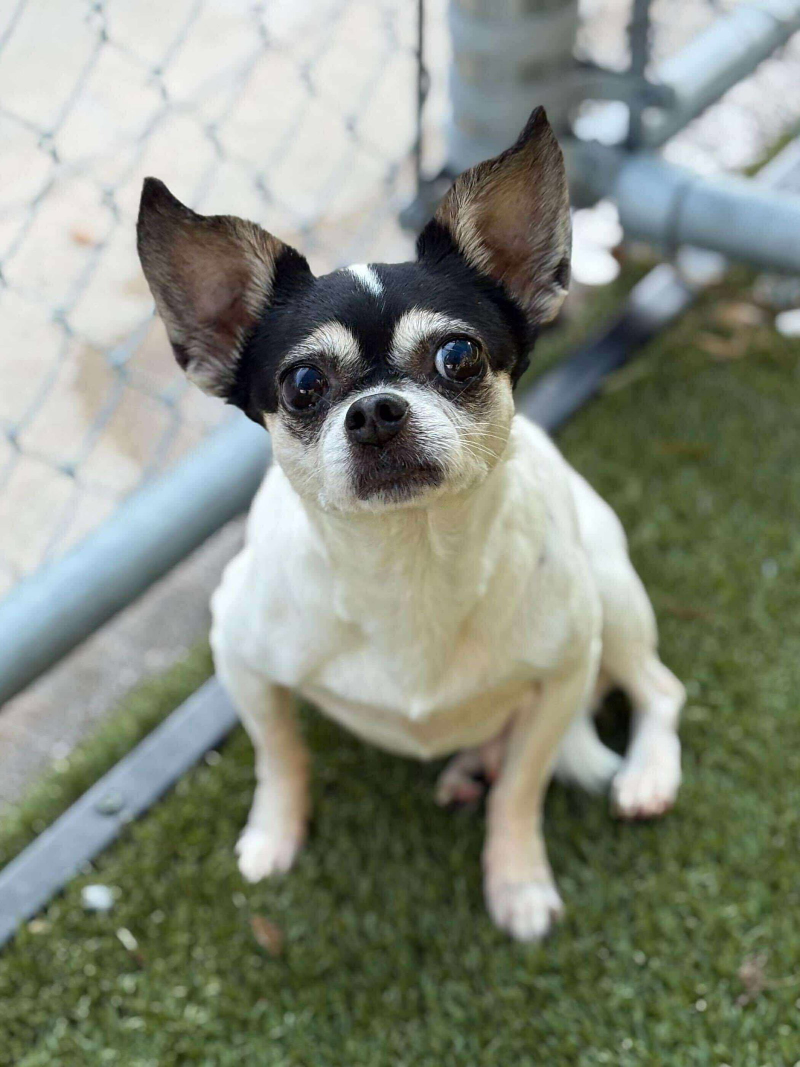 PEPPER LYNN (Bonded to Murray) Image