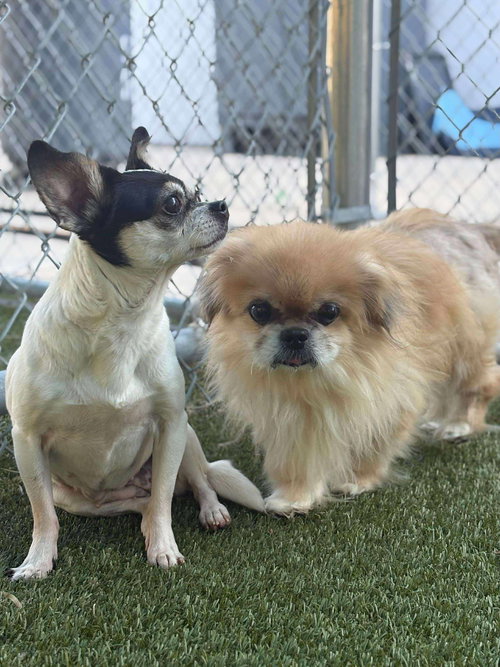 PEPPER LYNN (BONDED TO MURRAY) - Chihuahua available for adoption