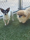 PEPPER LYNN (Bonded to Murray) - Photo 3