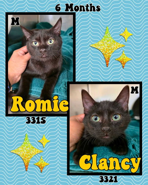 CLANCY - Domestic Short Hair available for adoption