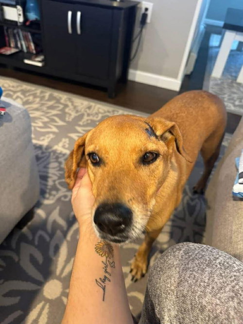 SUMMER - Shepherd available for adoption