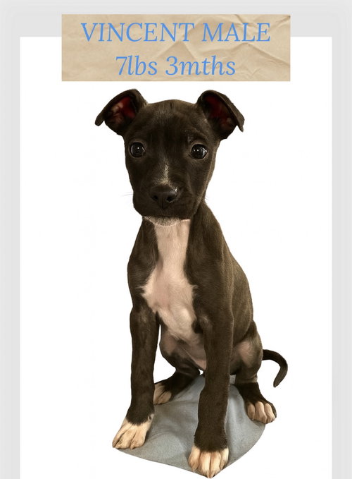 animal-image