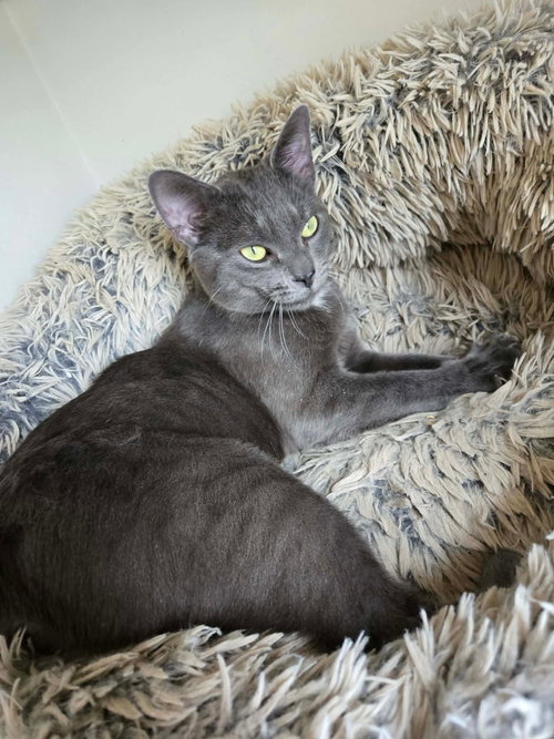 GOOSE fka Herbert, an adoptable Domestic Short Hair in Holbrook , NY
