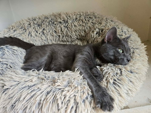 GOOSE FKA HERBERT - Domestic Short Hair available for adoption