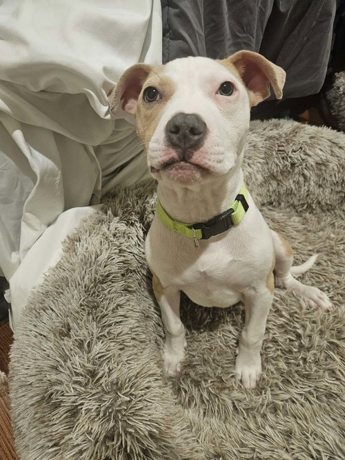 SODA POP - Terrier available for adoption