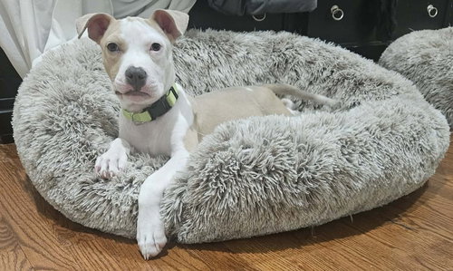 SODA POP - Terrier available for adoption