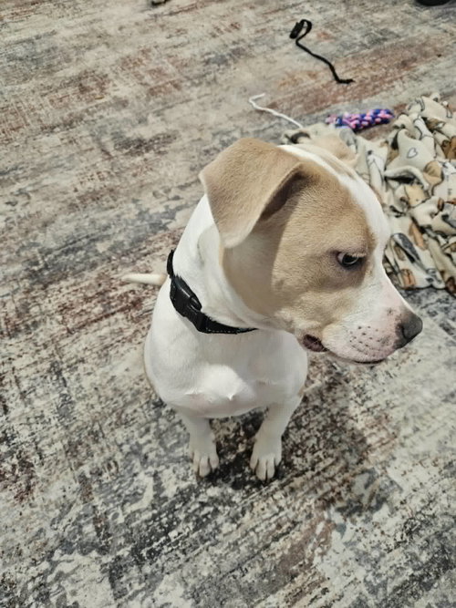 SODA POP - Terrier available for adoption