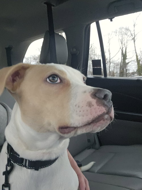SODA POP - Terrier available for adoption