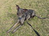 ROCKO - Photo 4