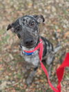 ROCKO - Photo 2