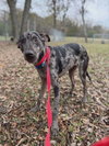 ROCKO - Photo 5