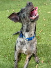 ROCKO - Photo 6