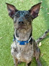 ROCKO - Photo 7