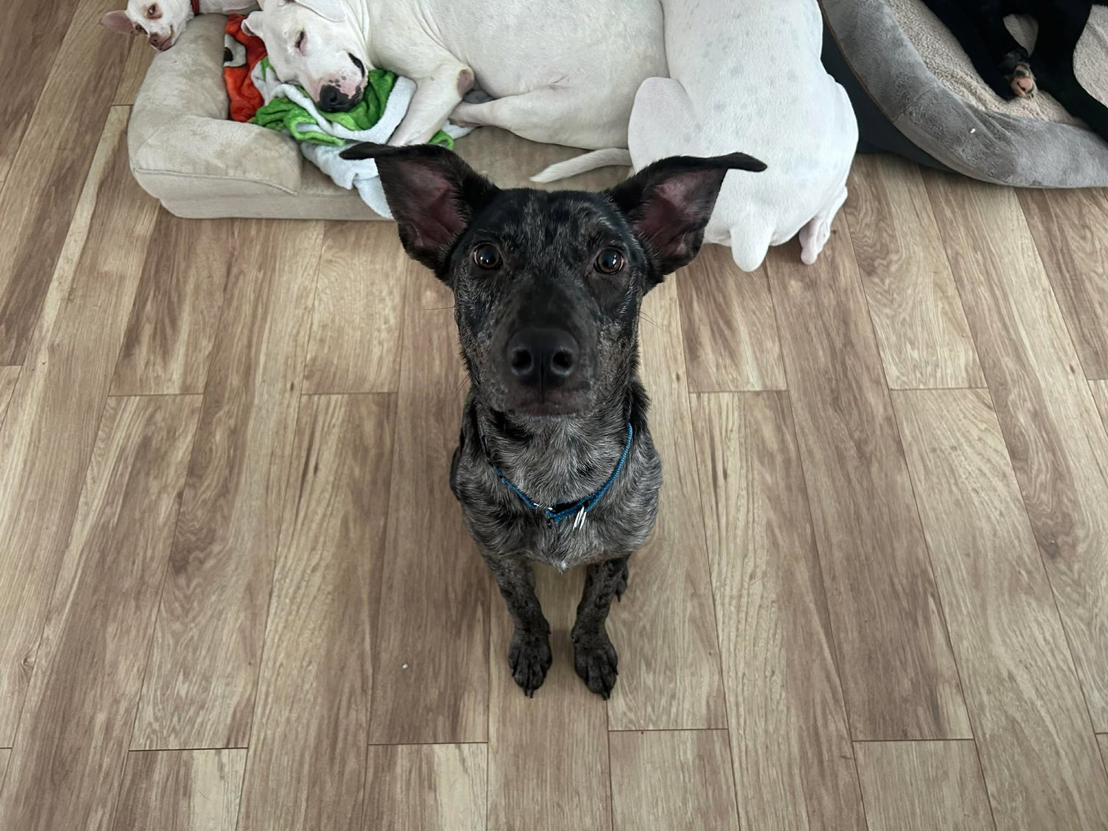 ROCKO Image