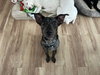 ROCKO - Photo 1