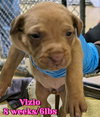 VIZIO