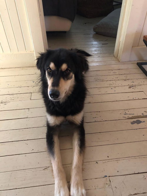 APOLLO - Husky / Shepherd available for adoption