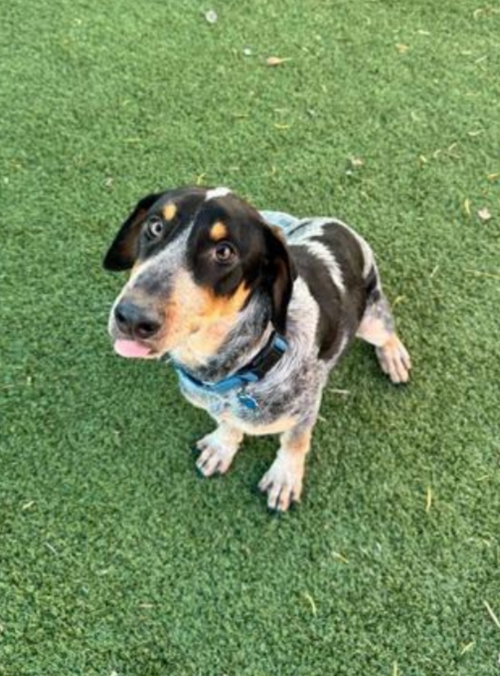 HUNTER - Bluetick Coonhound available for adoption