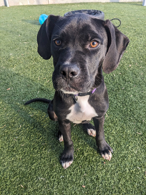 SEVEN - Labrador Retriever available for adoption