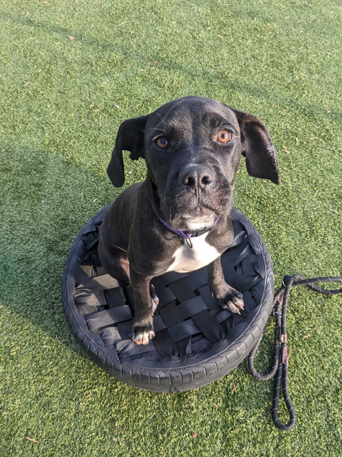 SEVEN - Labrador Retriever available for adoption